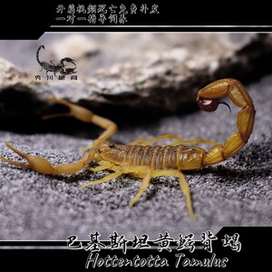 巴基斯坦黄鳄背蝎