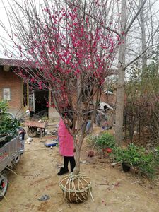 梅花树苗原生红梅花树庭院别墅耐寒红梅树苗带花苞