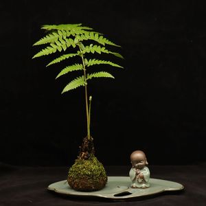 绿植盆栽一叶蕨类盆景桌面造景好养活净化空气禅意观叶植物洞庭蕨