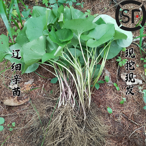 辽细辛苗细参秧苗自然新鲜现挖现发细心苗中药材盆栽耐寒5棵顺丰