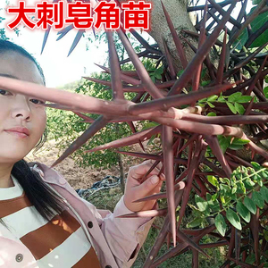 001人付款淘宝皂角树苗大刺皂角树苗造刺树苗皂角刺树苗篱笆刺树苗