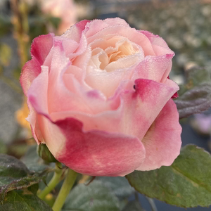 【诗人花园】美空月季,根接苗,v12,日本友禅系列,灌木盆栽