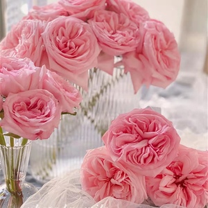 【诗人花园】粉荔枝月季 大花浓香 荔枝果香味花苗,根接苗,v12