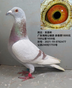 鸽主:吴喜彬 红二线公棚鸽 广东海翔公棚 参赛费1800元 种鸽信鸽