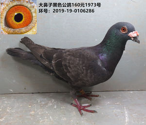 大鼻子公鸽 黑色鸽子 种鸽 信鸽 赛鸽