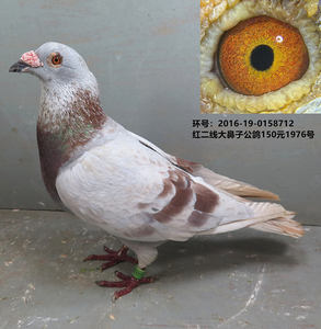 红二线大鼻子公鸽 种鸽 信鸽 红鸽子