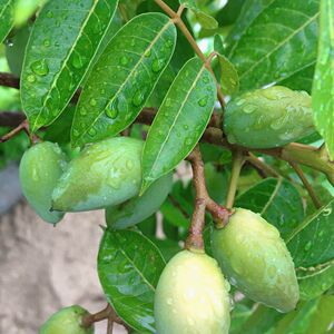 百园檀香青橄榄新鲜精选现摘福建福州特产水果先苦后甜500g