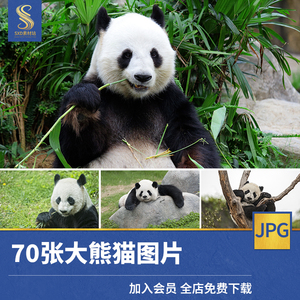 国宝大熊猫高清动物生物JPG图片可爱的美工设计喷绘打印合成素材