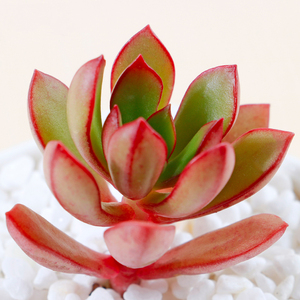 永盛园艺 丹格朗斯多肉植物组合盆栽萌肉肉室内绿植花卉净化空气