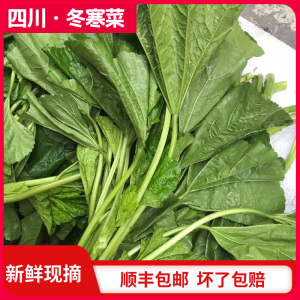 四川冬寒菜新鲜现摘现发苋菜甜菜马蹄菜东汉菜农家自种时令蔬菜