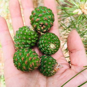 艾小扣东北玩新鲜松塔青泡酒新鲜虎皮松泡酒热敷磨粉煮茶500g包邮