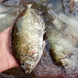 新鲜泥猛鱼秋叶鱼蓝子鱼艾鱼鲜活水产深海鱼生鲜1份500g4份起发