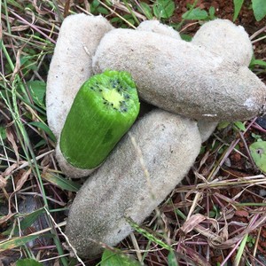 华特白毛猕猴桃5斤徐香水果奇异果野生不常见特产 泰顺软枣猕猴桃