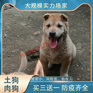 广西土狗苗中华田园犬肉狗苗改良大型土狗养殖幼犬食用巨型黑黄色