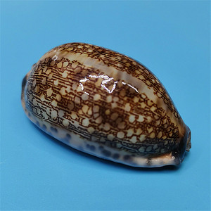 天然稀有海螺贝壳花枕宝螺标本鱼缸水族造景装饰地中海家居收藏