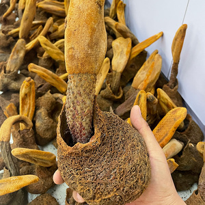 云南野生顶天柱中药材顶天柱野生锁阳续阳草500g回春草男人泡酒药
