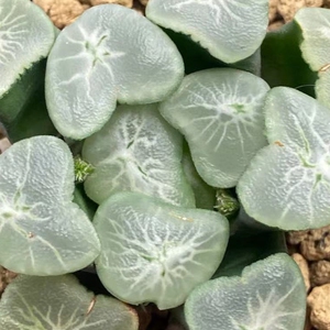 多肉植物十二卷属名品万象望乡万象绿植花卉盆栽