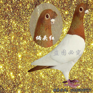 观赏鸽大全各种品种齐全,俩头乌,俩头红鸽子活体