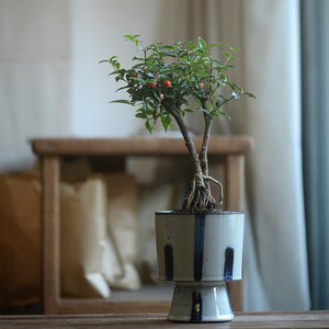 香氏 姬樱桃 台湾小李巴巴多斯樱桃盆栽针叶樱桃微型盆景一物一拍