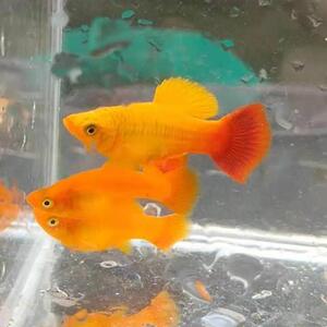 鱼金牡丹