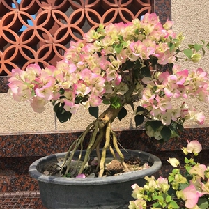 绿樱三角梅大老桩高端盆景别墅庭院阳台楼顶爬藤花卉四季开花不断