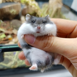 90dhhsf83淘宝【家养一线仓鼠合集】稀有品种一线暗米巧克力紫罗兰