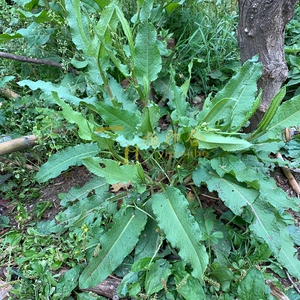 秦巴大山内天然野生药材牛大黄 洋铁叶牛西西羊蹄根现挖现发500g