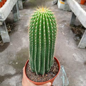 超大毛花仙人柱飞碟大龙凤开花多肉绿植物防辐射仙人球掌花卉盆栽