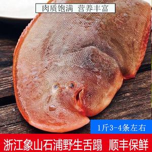 新鲜野生粗鳞玉秃鱼比目鱼舌鳎鱼踏板鱼鳎米鱼海捕龙利鱼鳎目鱼