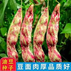 东北油豆种子一点红油豆角种籽将军豆中早熟春秋四季高产芸豆种孑