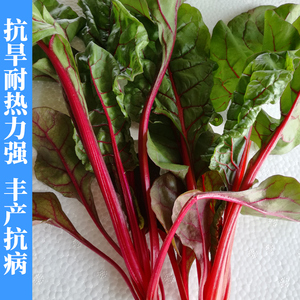 红根达菜种子红甜菜种籽莙达菜高产红梗菜菠菜种籽四季播蔬菜种孑