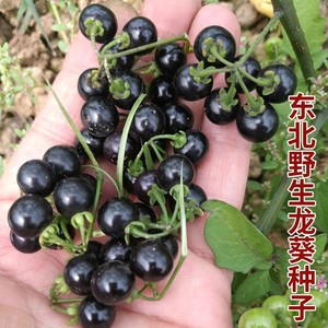 东北野生龙葵种子黑悠悠水果黑天天苗黑黝黝籽龙葵果蔬菜种孑种籽