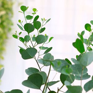 水晶鞋69淘宝尤加利叶小树苗盆栽观叶室内客厅阳台庭院绿植净化空气