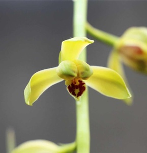 精品兰花*庆华梅* 老种名贵 蕙兰梅瓣兰花花卉盆栽【浙江嘉兰】