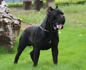 意大利卡斯罗犬 幼犬 活体 纯种 断尾 巨型 贴身护卫犬 猛犬公母