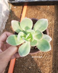 优质多肉植物 白凤 尖叶白凤 白玉兰 实物状态很仙儿 促销满包邮