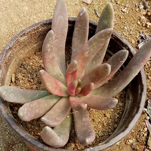 多肉植物【长叶红莲】办公室绿植创意花卉盆栽 妮妮多肉花房