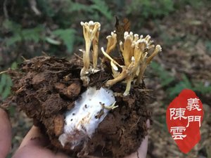 500g包邮 庐山野生金蝉花 干知了花竹林蝉花虫草花蚕花土蝉花药材