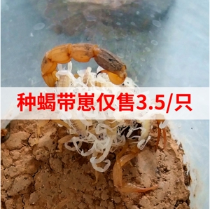 孕蝎临产活母蝎子活体怀孕母蝎子种蝎十足全蝎子种蝎子活蝎子包邮