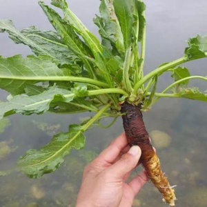 新鲜土大黄血三七杨铁叶子根牛耳大黄土大黄羊蹄根牛舌草现挖现发