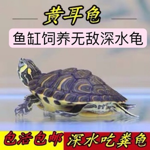 家养黄耳深水乌龟活物冷水招财长寿龟火焰宠物观赏小甜甜圈吃鱼粪