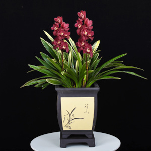 兰花金边中国龙建兰春兰墨兰带花苞名贵浓香绿植盆栽四季室内花卉