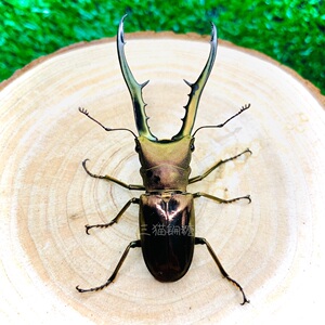 美他利佛细身赤锹甲公幼虫成虫美他母宠物甲虫细长锹形虫三猫锎糖