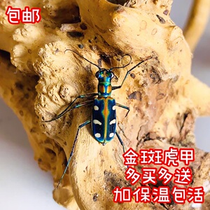 金斑虎甲活体标本甲虫活中华虎甲挡路虎拦路虎引路虫虎甲科爬行快