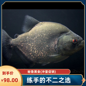 秘鲁黑食钻黑普黑黄钻辛古热带凶猛活体南美亚马孙肉食性虎皮鱼