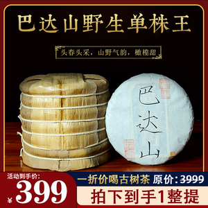 2020年巴达山野生单株王真正古树头春纯料生茶橄榄甜普洱茶整提拍