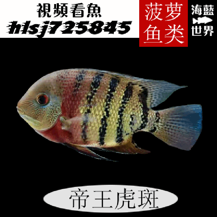 卡瑞尔帝王虎斑菠萝鱼