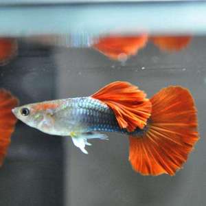 巴西红扇精品孔雀鱼