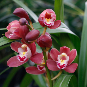 【带花苞】兰花盆栽墨兰红宝石浓香大花蕙兰四季花卉室内绿植兰草