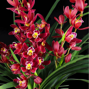 浓香兰花苗大花蕙兰红玉满堂带花苞红色喜庆年宵花原盆原土